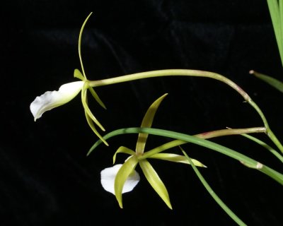 20212563 Brassavola reginae 'My Lilika' HCC/AOS (76 points) - 03-13-2021 - Patricia Kono and Steve Gonzalez (side view)