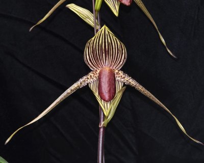 20212564 Paphiopedilum rothschildianum 'Twin Sisters' HCC/AOS (78 points) - 03-13-2021 - Terry Partin (flower)