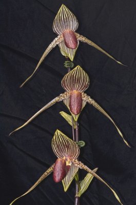 20212564 Paphiopedilum rothschildianum 'Twin Sisters' HCC/AOS (78 points) - 03-13-2021 - Terry Partin (inflorescence)