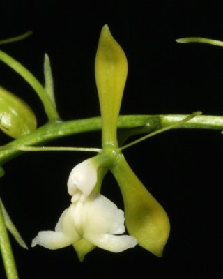 20212565 Epidendrum agoyanense 'Orkiddoc' CBR/AOS - 03-13-2021 - Larry Sexton (flower)