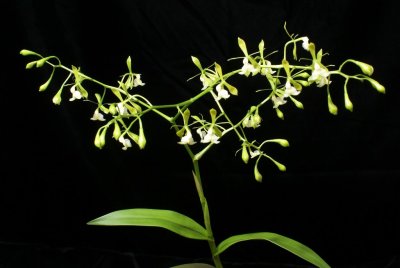 20212565 Epidendrum agoyanense 'Orkiddoc' CBR/AOS - 03-13-2021 - Larry Sexton (inflorescence)