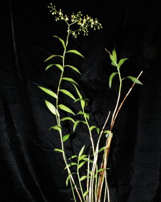 20212565 Epidendrum agoyanense 'Orkiddoc' CBR/AOS - 03-13-2021 - Larry Sexton (plant)