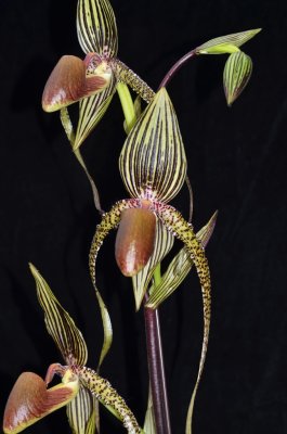 20212566 Paphiopedilum Prince Edward of York 'Lucy' HCC/AOS (77 points) - 04-10-2021 - Orchids by Hausermann (flower)
