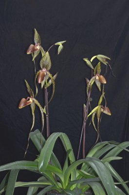 20212566 Paphiopedilum Prince Edward of York 'Lucy' HCC/AOS (77 points) - 04-10-2021 - Orchids by Hausermann (plant)