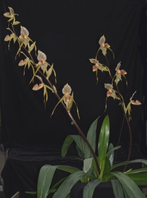 20212567 Paphiopedilum Bel Royal 'Sadie' CCM/AOS (82 points) - 04-10-2021 - Orchids by Hausermann (plant)
