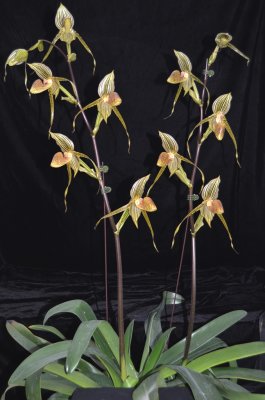 20212568 Paphiopedilum Bel Royal 'Owen' CCM/AOS (81 points) - 04-10-2021 - Orchids by Hausermann (plant)