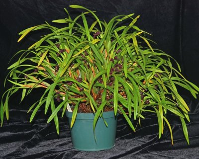 20212569 Maxillaria variabilis 'Pinto's Delight' CCM/AOS (86 points) - 04-10-2021 - Kay Perry (plant)