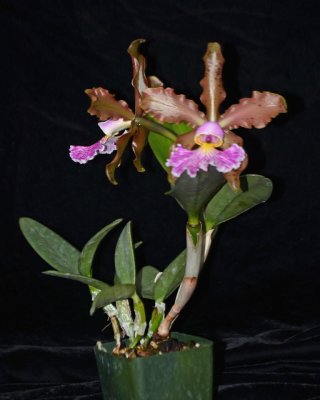 20212570 Cattleya schilleriana 'Kathleen IV' AM/AOS (85 points) - 04-10-2021 - William Rogerson (plant)