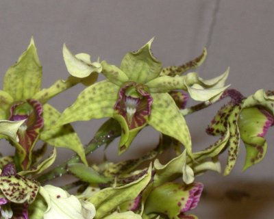 20212573 Dendrobium Miva  Abracadabra 'Sun Prairie' AM/AOS (82 points) - 04-10-2021 - Bil Nelson (flower)