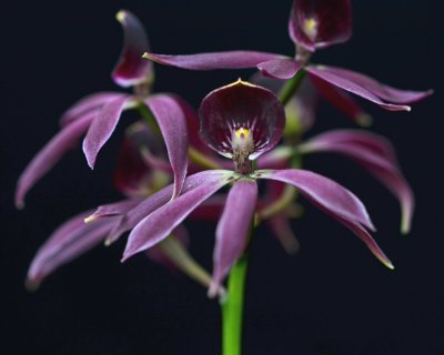 20212574 Guarechea Black Comet 'Indigo Blue' JC/AOS - 04-10-2021 - Orchids by Hausermann (flowers)