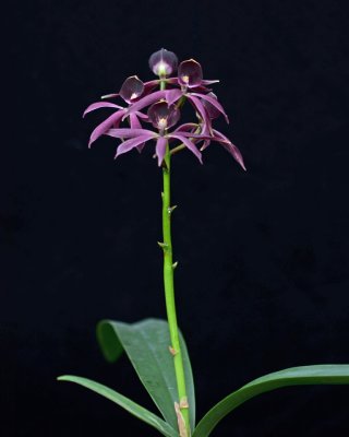 20212574 Guarechea Black Comet 'Indigo Blue' JC/AOS - 04-10-2021 - Orchids by Hausermann (plant)