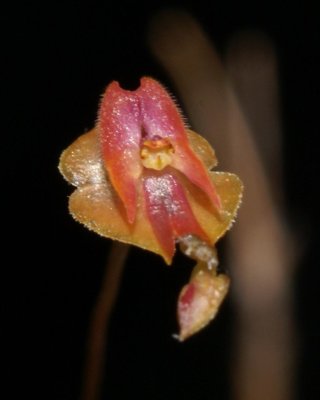 20212575 Lepanthes Alkaia 'Cheryl's Joy' CBR/AOS - 04-10-2021 - Cheryl Erins (flower)