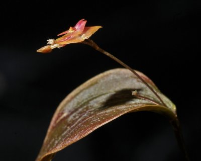 20212575 Lepanthes Alkaia 'Cheryl's Joy' CBR/AOS - 04-10-2021 - Cheryl Erins (inflorescence)