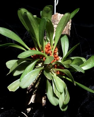 20212576 Specklinia tribuloides 'Orkiddoc' AM/AOS (82 points) - 04-10-2021 - Larry Sexton (plant)