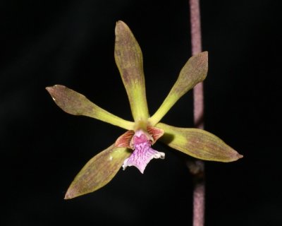 20212578 Encyclia seidelii 'Dusty's Serene' CBR/AOS - 05-08-2021 - Nile Dusdieker (flower)