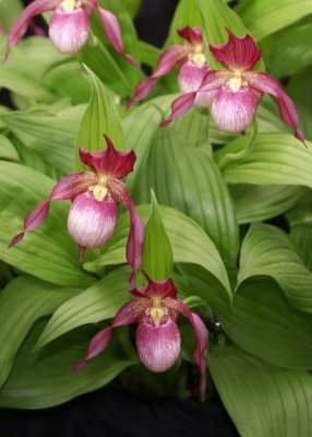 20212579 Cypripedium Gisela 'Island View' CCE/AOS (92 points) - 05-08-2021 - Andrew Coghill-Behrends (flower)