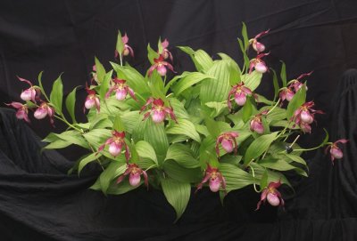 20212579 Cypripedium Gisela 'Island View' CCE/AOS (92 points) - 05-08-2021 - Andrew Coghill-Behrends (plant)