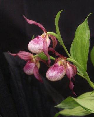 20212579 Cypripedium Gisela 'Island View' CCE/AOS (92 points) - 05-08-2021 - Andrew Coghill-Behrends (side view)