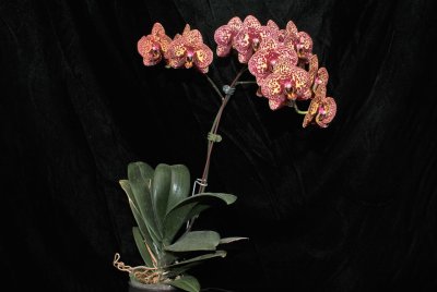 20212580 Phalaenopsis I-Hsin Yellow Leopard 'Iowa' AM/AOS (83 points) - 05-08-2021 - Robert Bannister (plant)