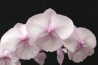 20212584 Phalaenopsis Liouin Diana Lip 'Iowa Too' HCC/AOS (78 points) - 05-08-2021 - Robert Bannister (flowers)