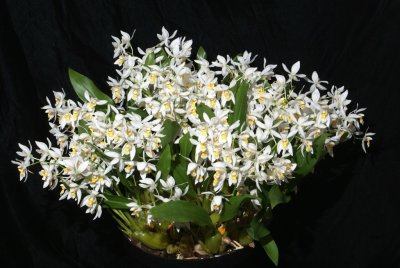 20212585 Coelogyne ochracea (nitida) 'Penny' CCE/AOS (92 points) - 05-08-2021 - UM College of Botanical Sciences(plant)