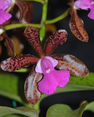 20212590 Cattleya Lacey Michelle Matherne 'Kathleen II' AM/AOS (84 points) - 06-12-2021 - William Rogerson (flower)