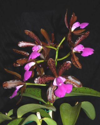 20212590 Cattleya Lacey Michelle Matherne 'Kathleen II' AM/AOS (84 points) - 06-12-2021 - William Rogerson (plant)