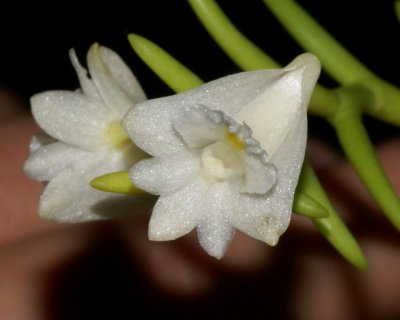 20212591 Dendrobium  mindanaense 'Biju's Cloud Nine' CBR/AOS - 06-12-2021 - Patricia Kono & Steve Gonzalez (flower)