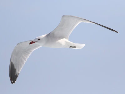 Audouin's Gull (Ichthyaetus audouinii)