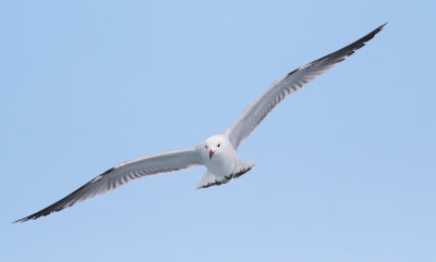 Audouin's Gull (Ichthyaetus audouinii)