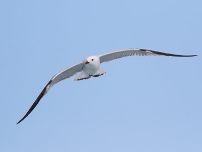 Audouin's Gull (Ichthyaetus audouinii)