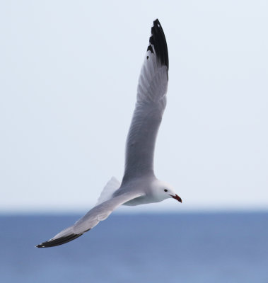 Audouin's Gull (Ichthyaetus audouinii)