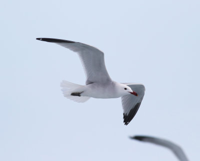Audouin's Gull (Ichthyaetus audouinii)