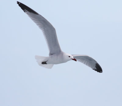 Audouin's Gull (Ichthyaetus audouinii)