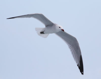 Audouin's Gull (Ichthyaetus audouinii)