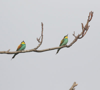Bee-eater (Merops apiaster)