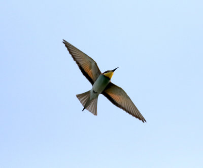 Bee-eater (Merops apiaster)