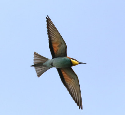 Bee-eater (Merops apiaster)