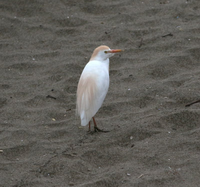Cattle Egret (Bubulcus ibis)