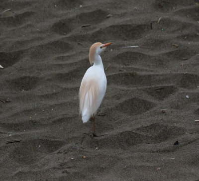 Cattle Egret (Bubulcus ibis)