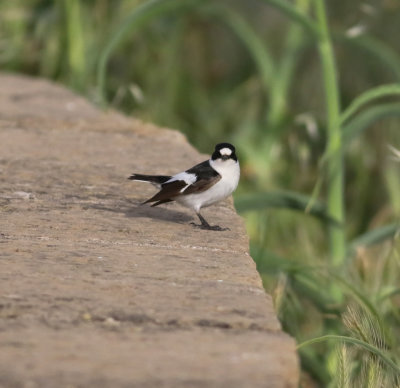 Collared Flycather (Ficedula albicollis)