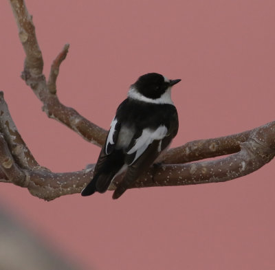 Collared Flycather (Ficedula albicollis)