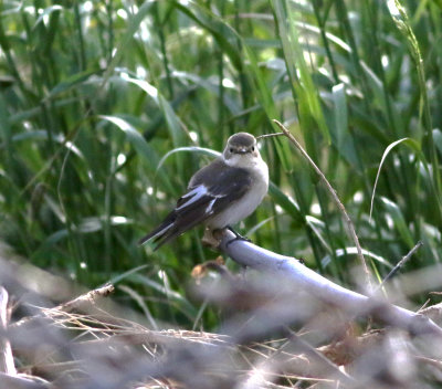 Collared Flycather (Ficedula albicollis)