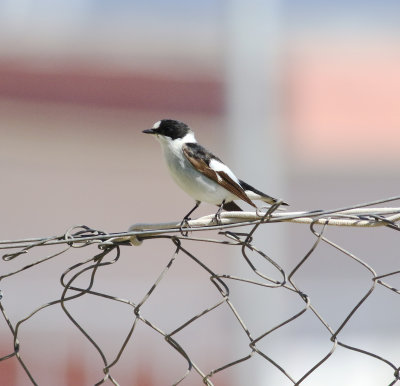 Collared Flycather (Ficedula albicollis)
