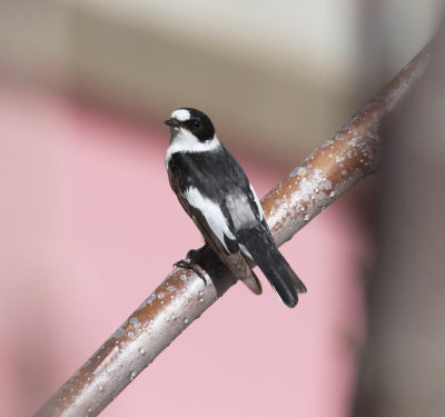 Collared Flycather (Ficedula albicollis)