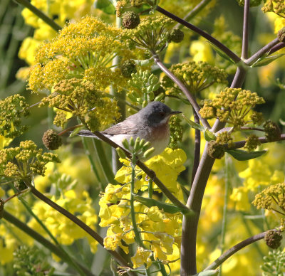 Eastern Subalpine Warbler (Sylvia cantillans)