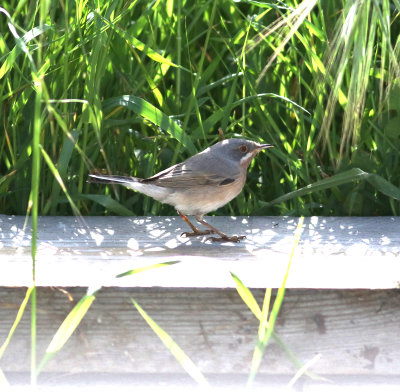 Eastern Subalpine Warbler (Sylvia cantillans)