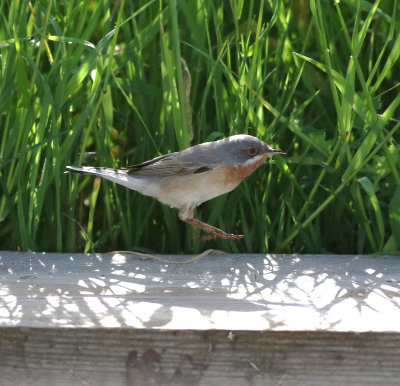 Eastern Subalpine Warbler (Sylvia cantillans)