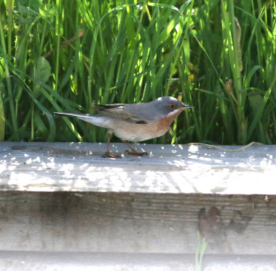 Eastern Subalpine Warbler (Sylvia cantillans)