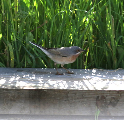 Eastern Subalpine Warbler (Sylvia cantillans)